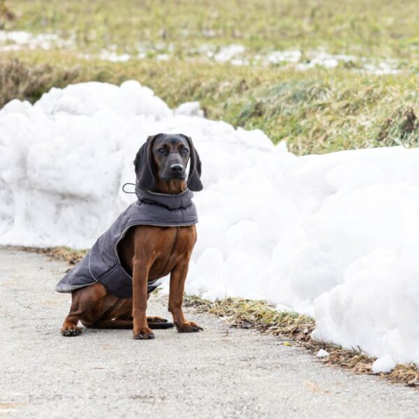 Jakna za psa Montreal