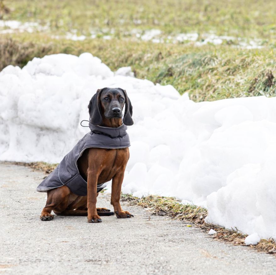235534 Jakna za psa Montreal - Image 1